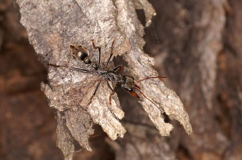 Myrmecia_ZZ392_D7095_Z_92_Wangaratta caravan park_Australie.jpg